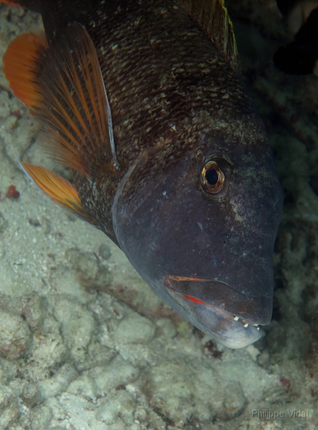 Velidhu - 2013_03_08 - IMG_0101rf_Empereur ou bec de canne a nageoires oranges - Lethrinus erythracanthus_House reef_pmt.jpg